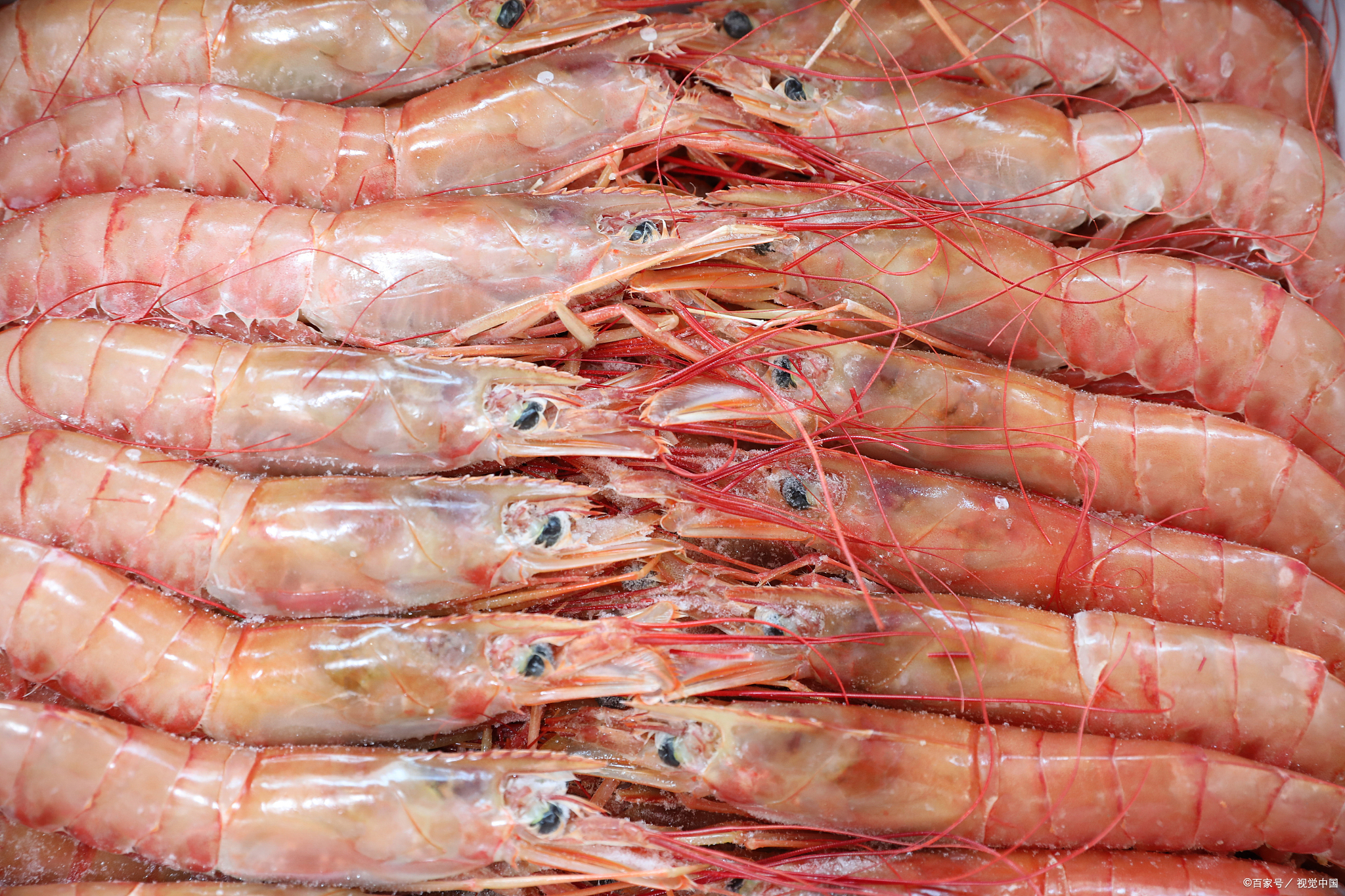 连云港鲜活对虾怎么样好吃吗,连云港特产醉虾是什么虾