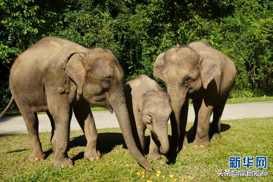 cop15大会高清图,cop15第二阶段会议有哪些人出席