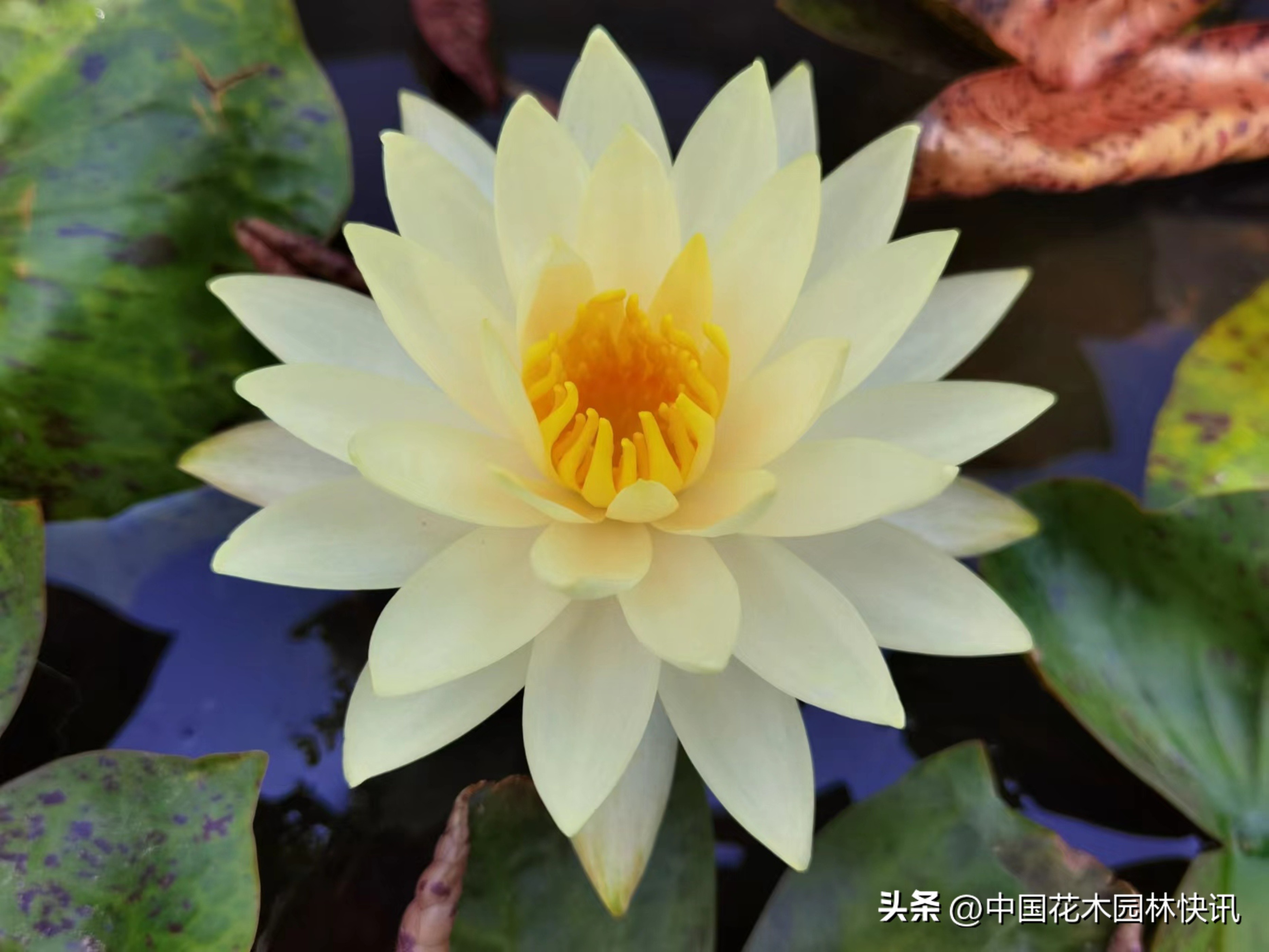 在校大学生跨界育成睡莲新品种获国际登录
