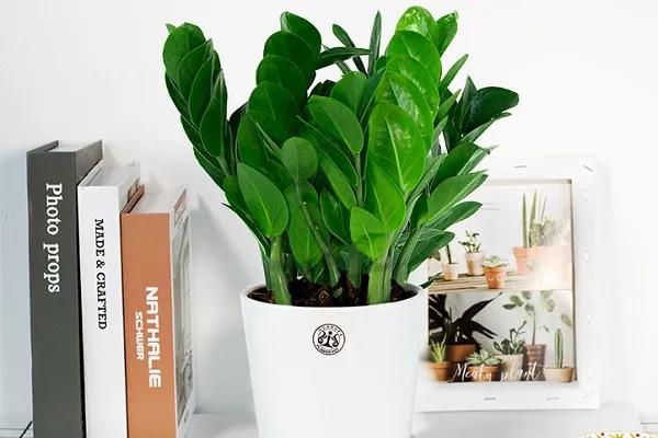 最适合室内水培的10种植物,15种最好养的家居植物