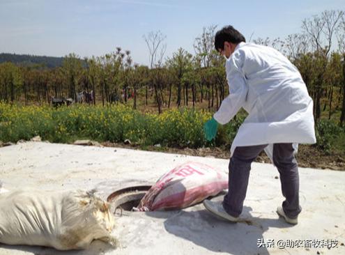 病死动物无害化处理实现全覆盖,宁夏病死动物无害化处理实施方案