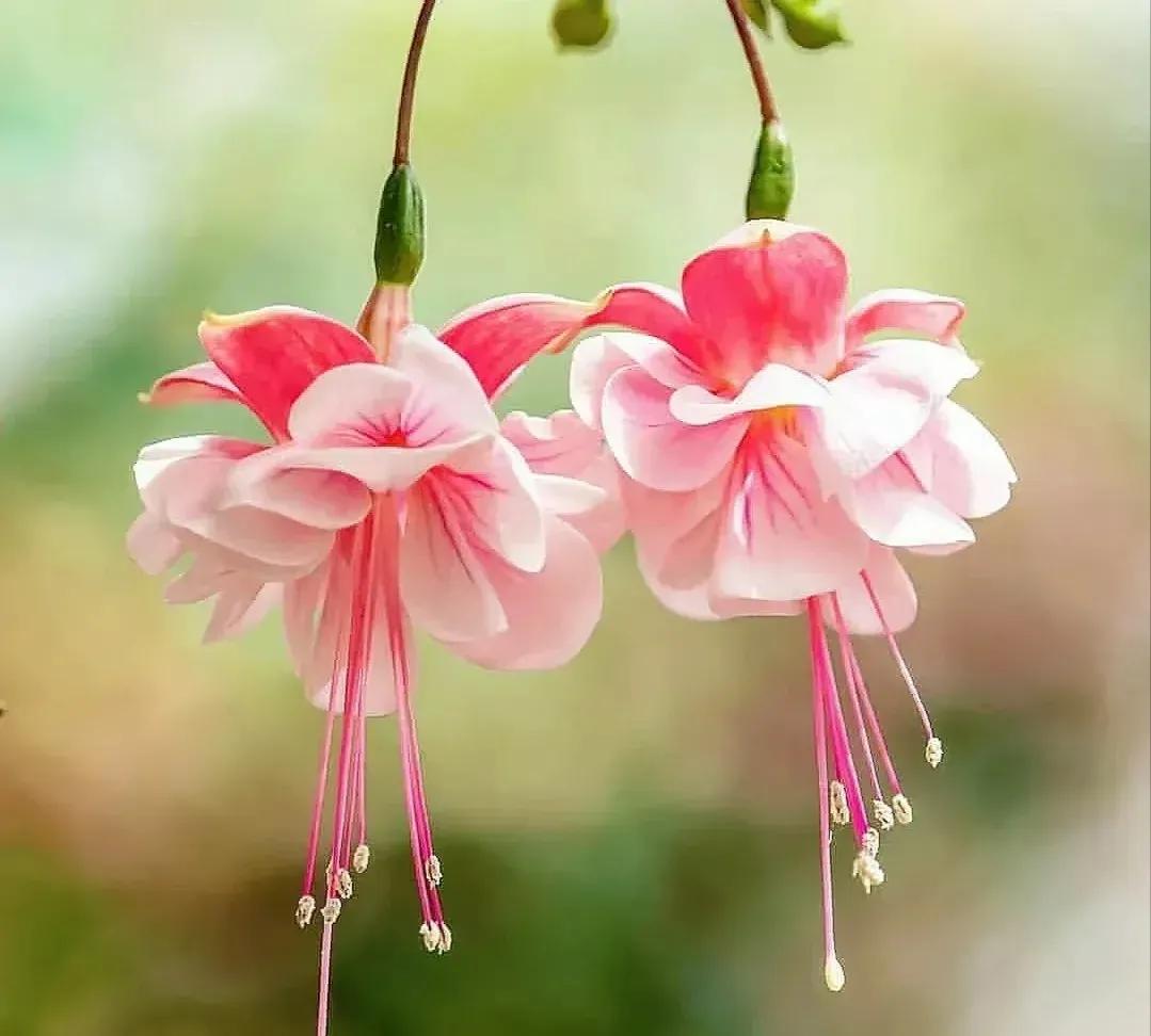 倒挂金钟绝美图片,探照灯倒挂钟