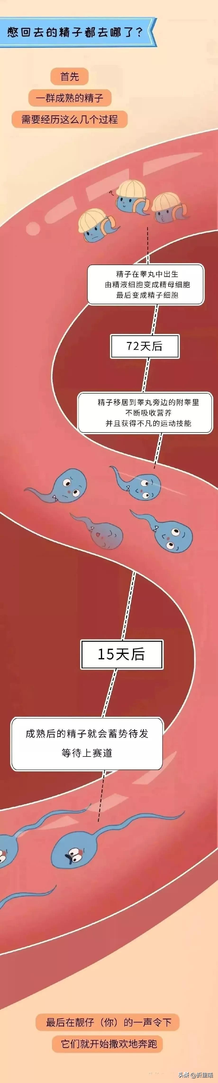 憋回去的精子都跑哪去了？
