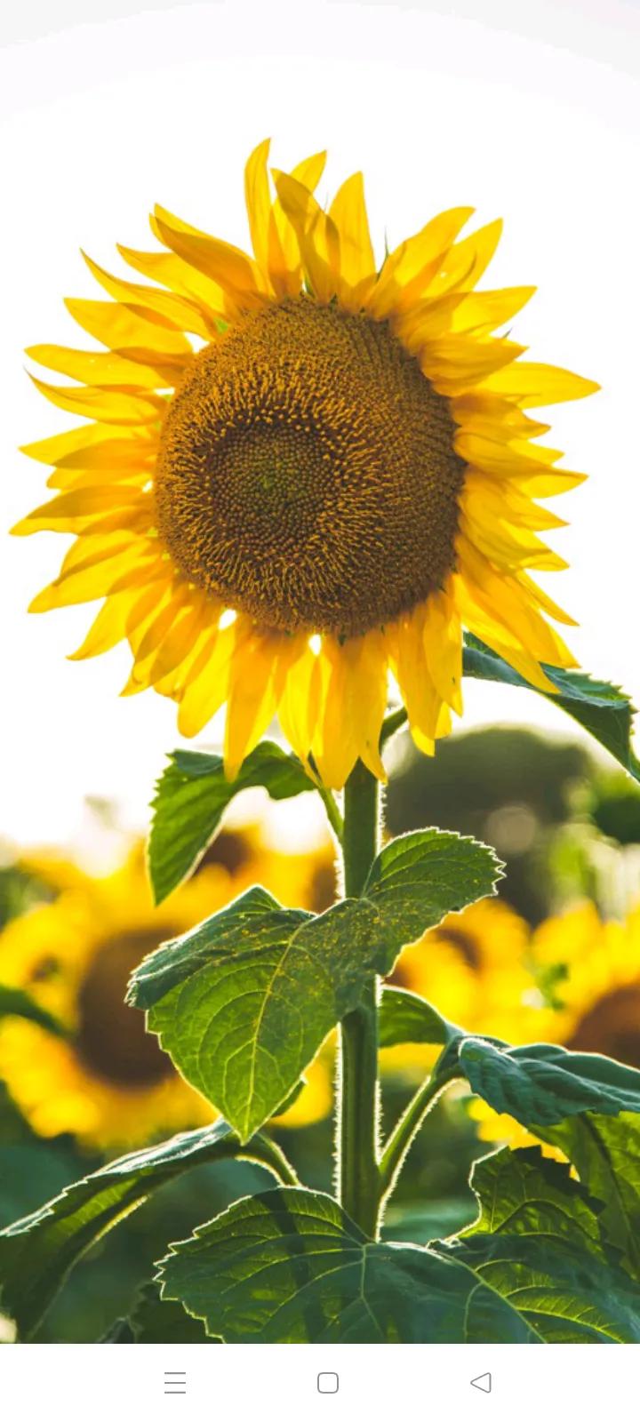 你的生日对应的是哪种生辰花,你的生日对应哪种花