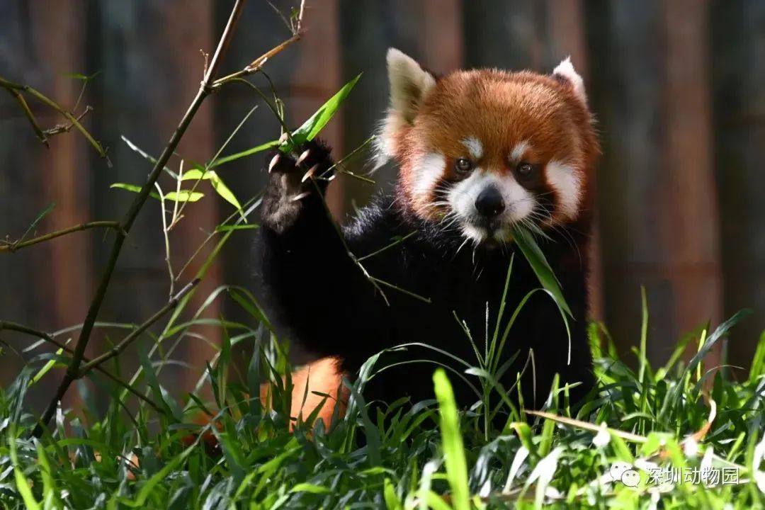 深圳五一免费景点攻略,深圳周边三八节免费景点