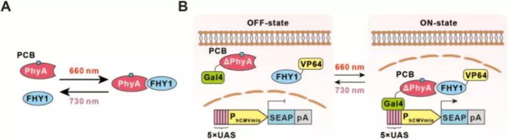 鍩哄洜缁勫伐鍏风,妞嶇墿鍩哄洜缁勫伐鍏风