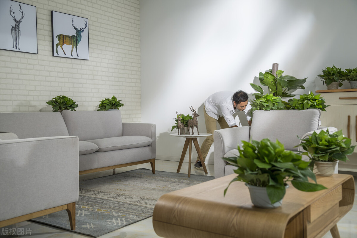 绿萝怎么修剪才能长得更好,绿萝怎样修剪才长得茂盛