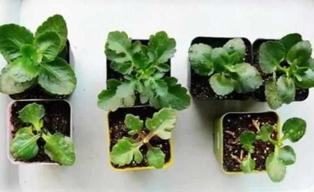 长寿花的扦插方法视频教程,长寿花扦插时间和方法图解