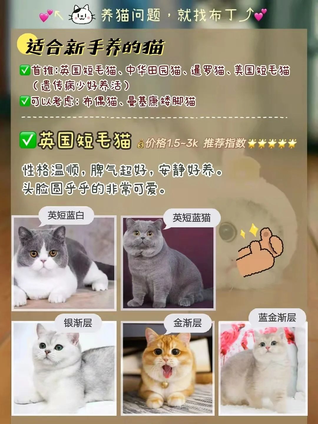 新手养猫选择哪个品种猫,养猫新手选哪一种猫便宜性格好