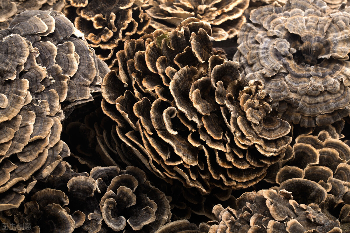 崩漏会致命吗,崩漏在西医上是什么原因造成的