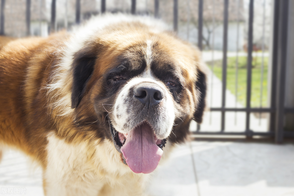 狗狗生病简单急救法,狗狗遇到生命危险的急救措施