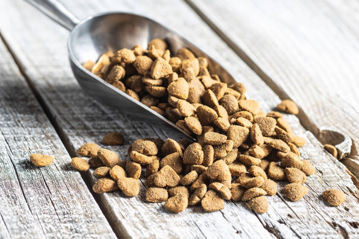 三个月柯基吃多少狗粮,柯基狗粮什么牌子好还便宜