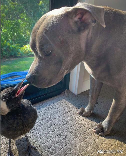 狗跟喜鹊待久了竟开始假孕分泌乳汁鸟：我把你当朋友你却想当我妈