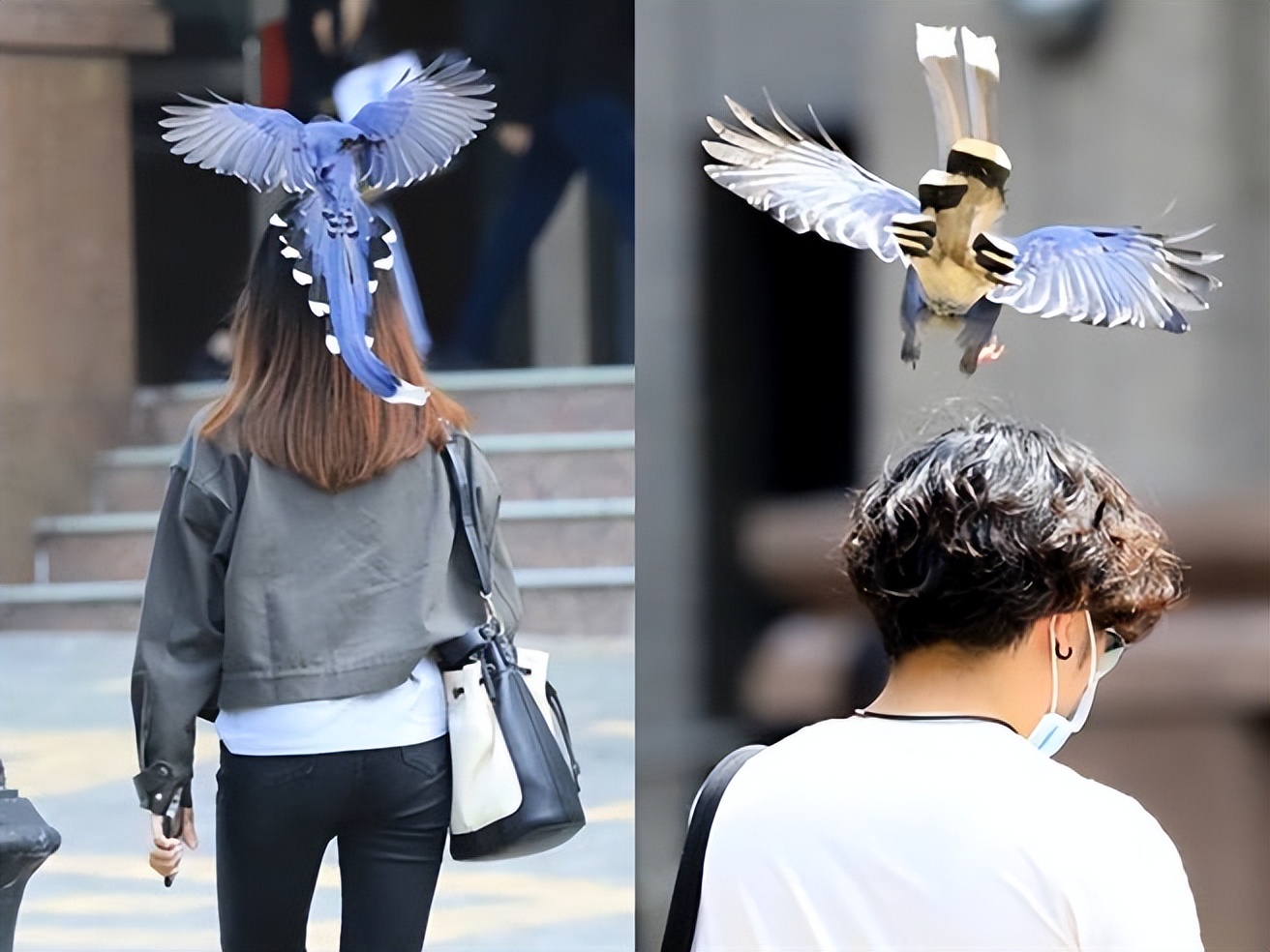 厦门行道树鸟攻击人,厦门鸟攻击人