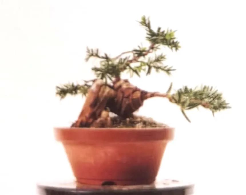 舍利红豆杉盆景,红豆杉老桩盆景怎么修剪