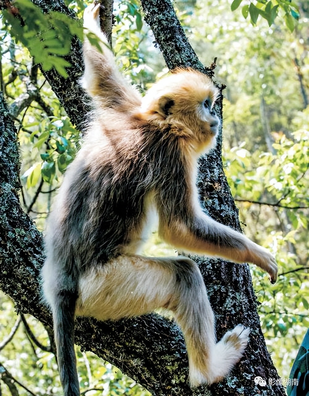 金猴传奇天命战域,金猴传奇烈火之力