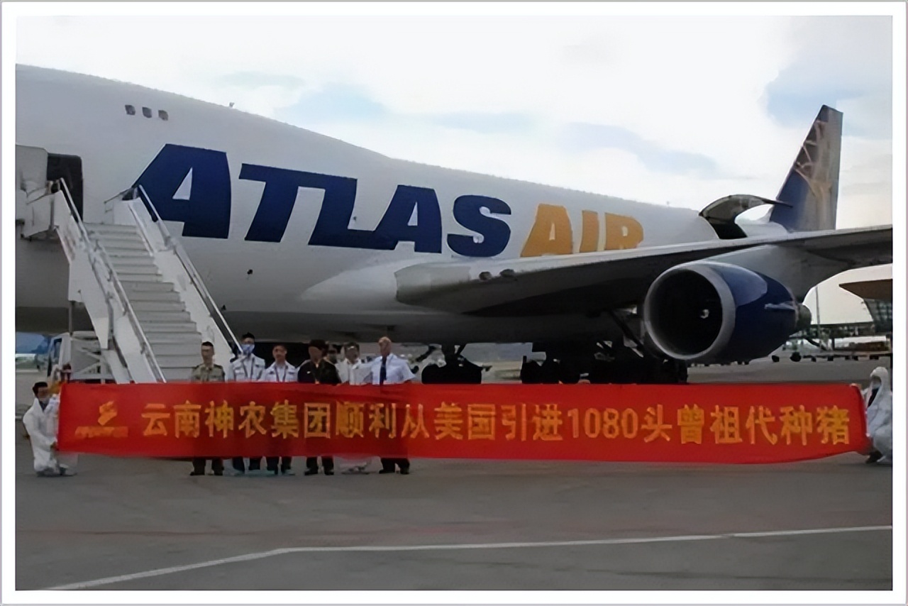 洋猪入侵:从千年养猪大国,到中华猪濒临灭绝,中国土猪怎么了?