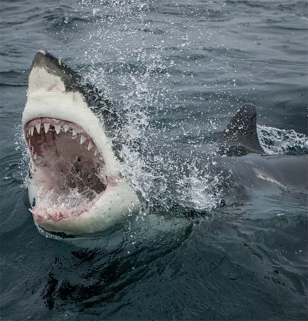 世界十大咬合力最强的动物,至今咬合力最强的十大动物