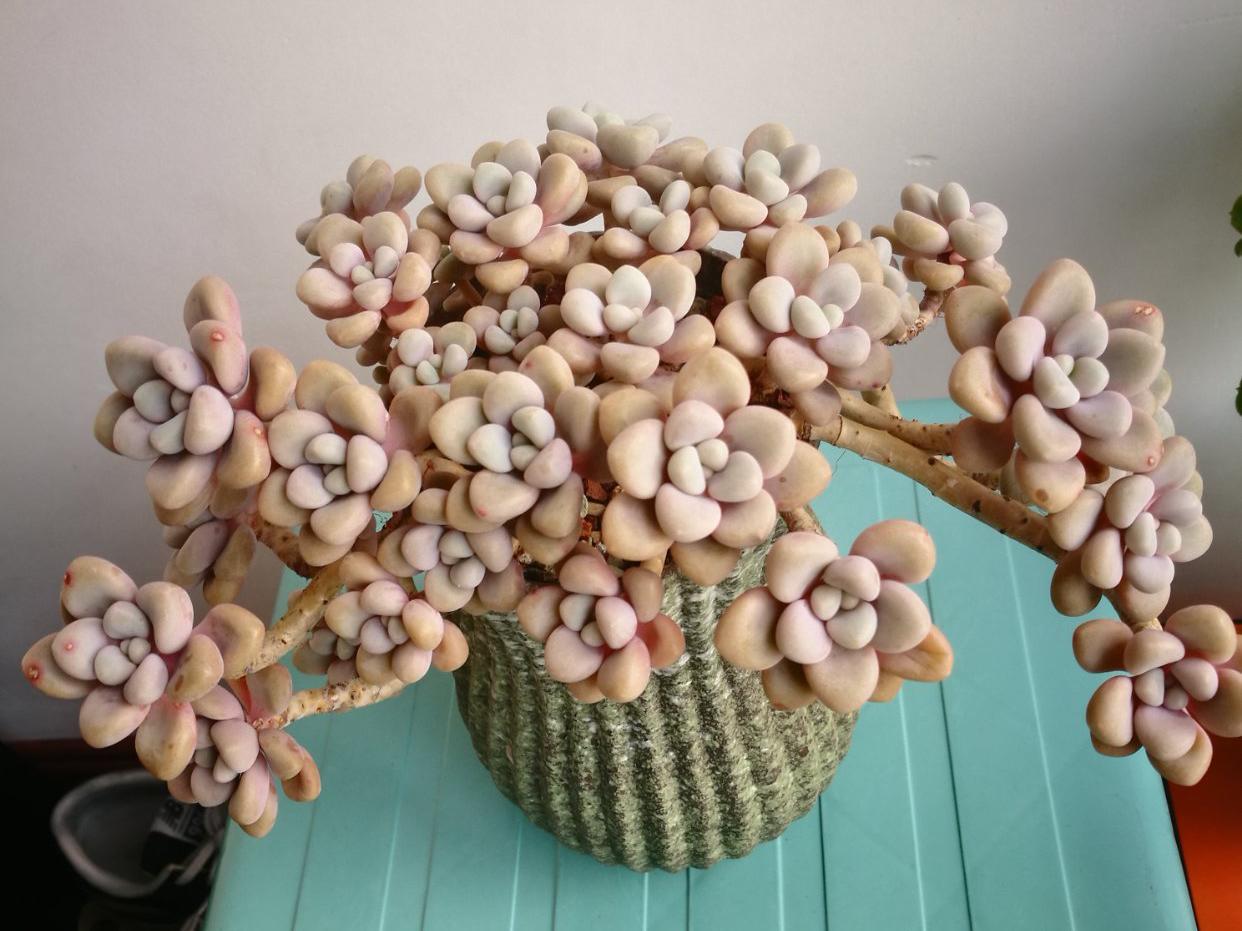 春天如何拯救掉光叶片的多肉,夏季要不要把多肉的枯叶去掉