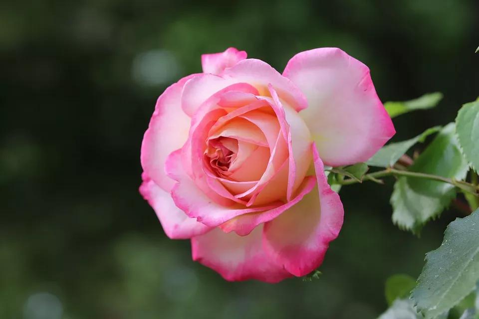 520适合发朋友圈的配图爱情,入目无别人四下皆是你英语