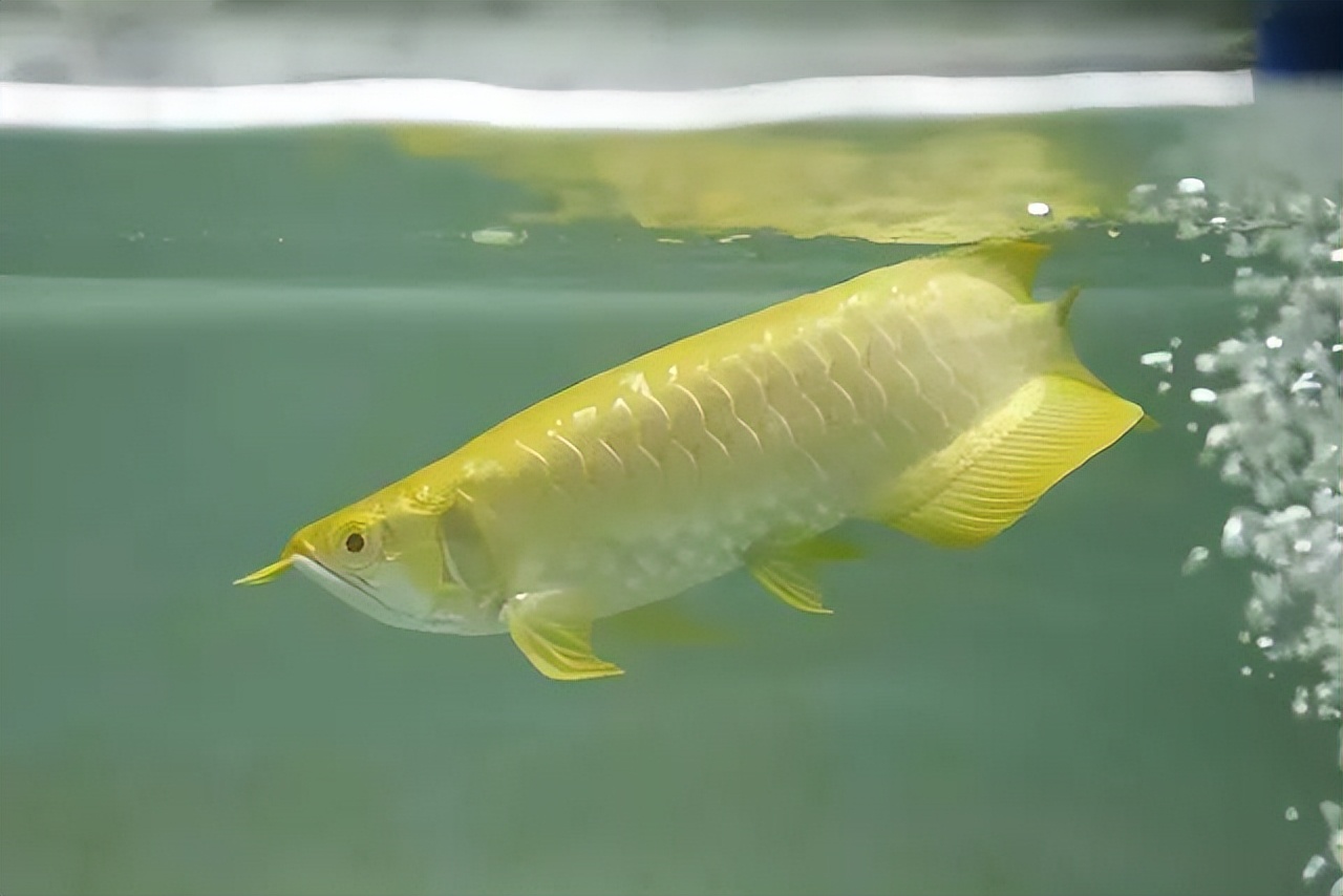我把价值近十万的龙鱼虎鱼冻在了冰柜里
