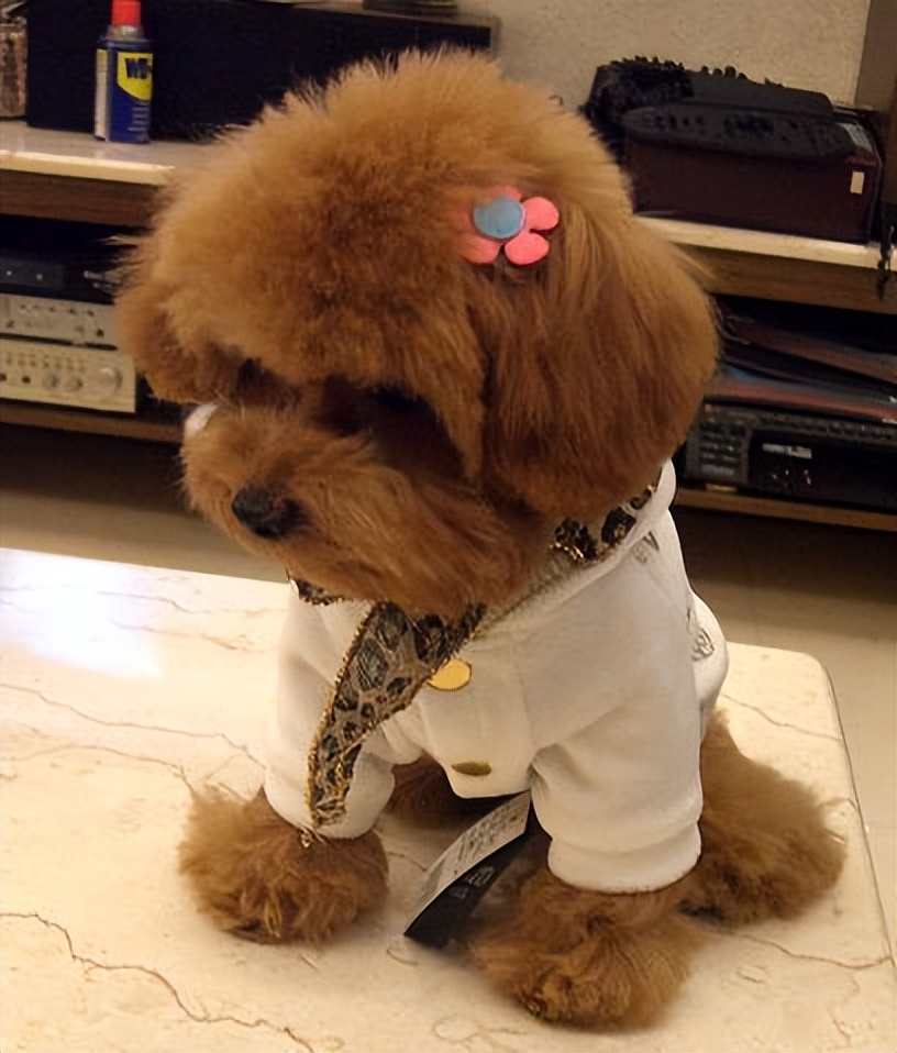 纯种泰迪和串串的区别,泰迪如何分辨纯种和串串