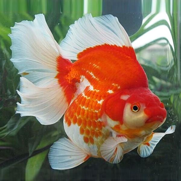 兰寿金鱼和泰狮金鱼是一个品种,百褶泰狮和兰寿杂交会出什么鱼