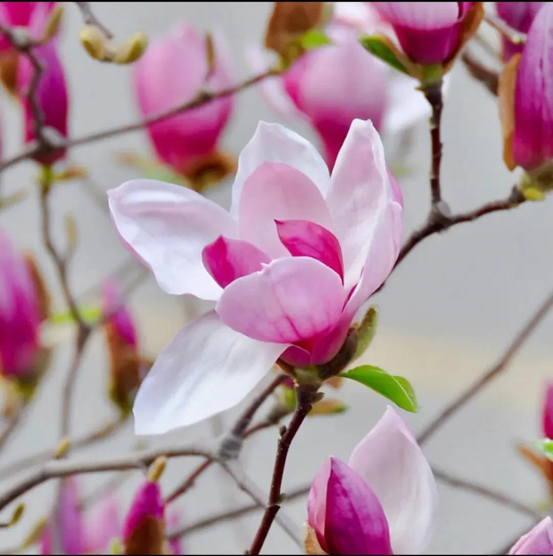 女人如花要浇水吗,女人如花要活得漂亮