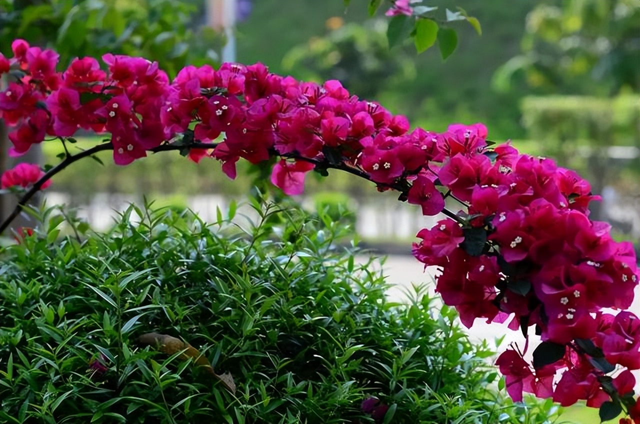 贵州的市花是什么,贵州省各个州的州府