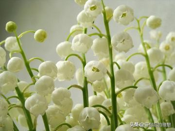 铃兰花的养殖方法视频教程,铃兰花该怎么养好看图片