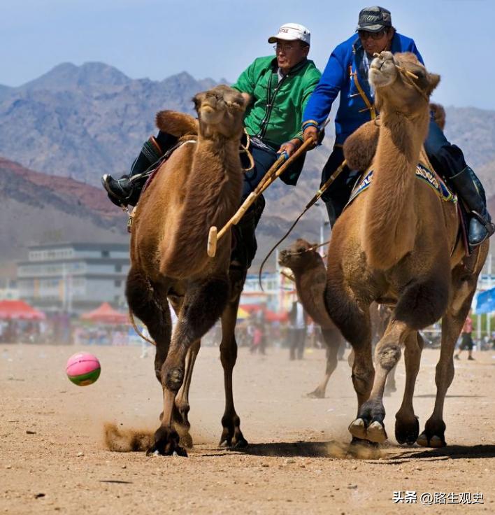 骆驼是中国以前原有的动物吗,骆驼来自于哪个国家