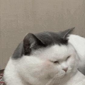 沙雕搞笑表情包头像,沙雕搞笑表情包图片静图