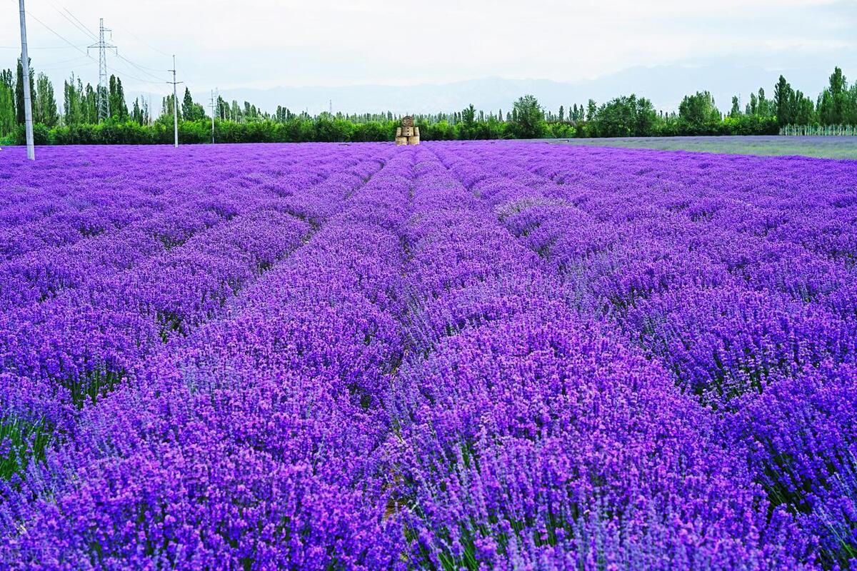伊宁客运站到解忧公主熏衣草园,解忧公主薰衣草庄园照片