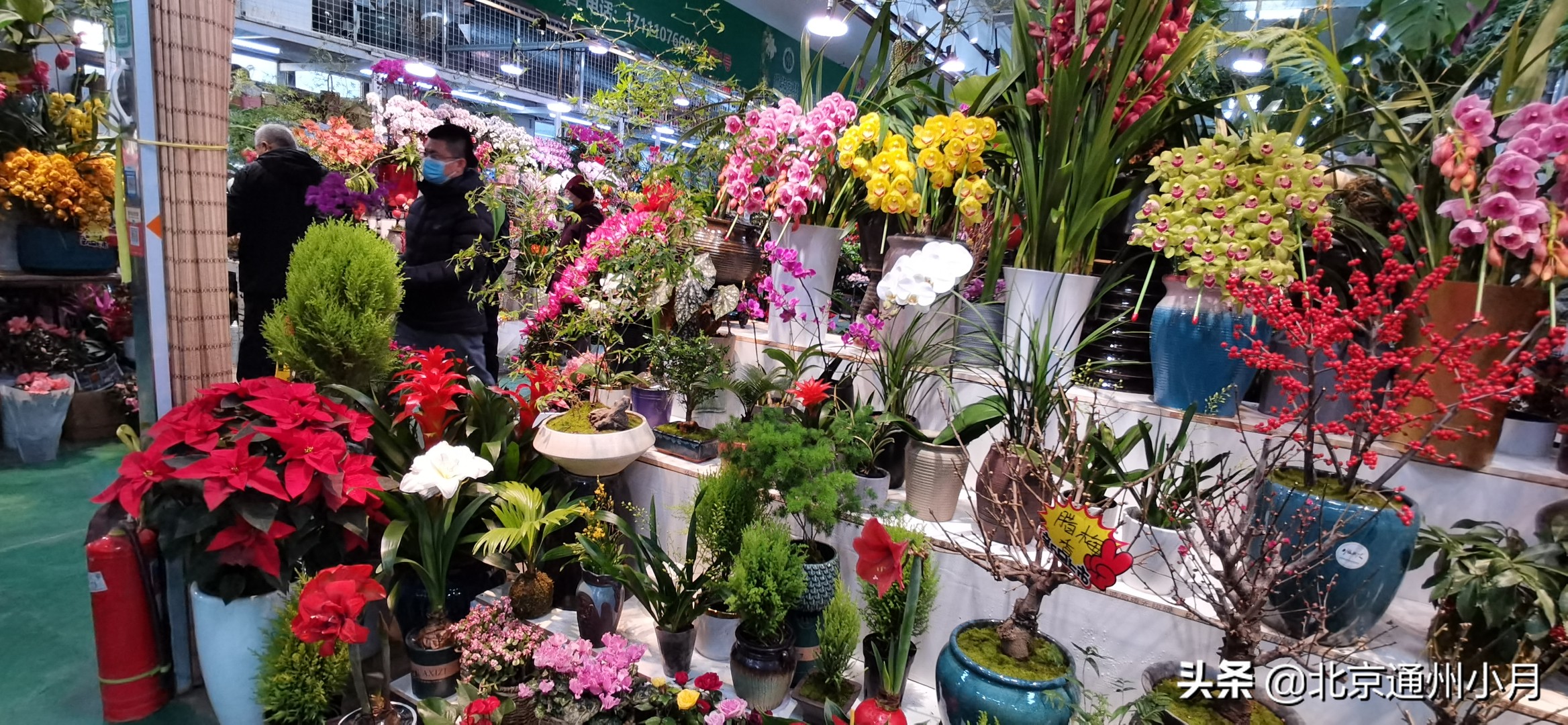 北京周边大型花市,北京花市推荐