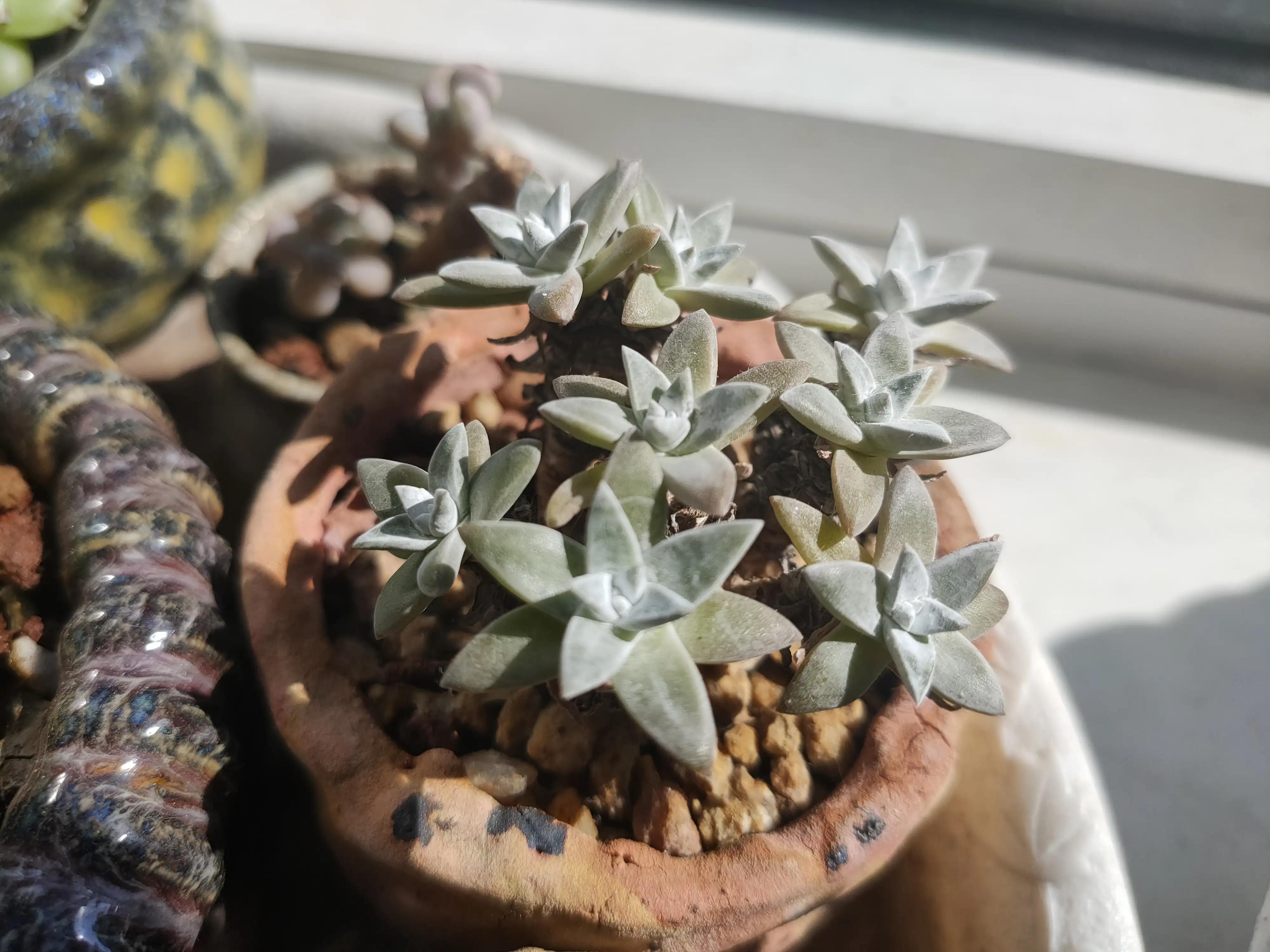 雪樱多肉韩国进口,韩国芦荟多肉品种