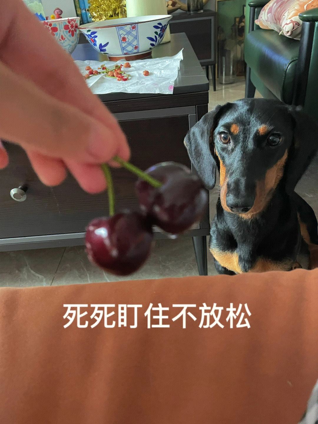 狗狗挨揍了出现应激反应,狗狗挨熊不服气