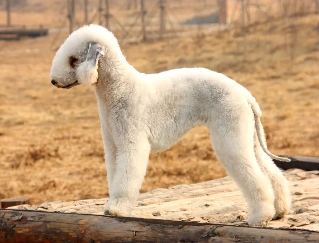 拉布拉多赛级犬怎么训练,天选之狗匹配度