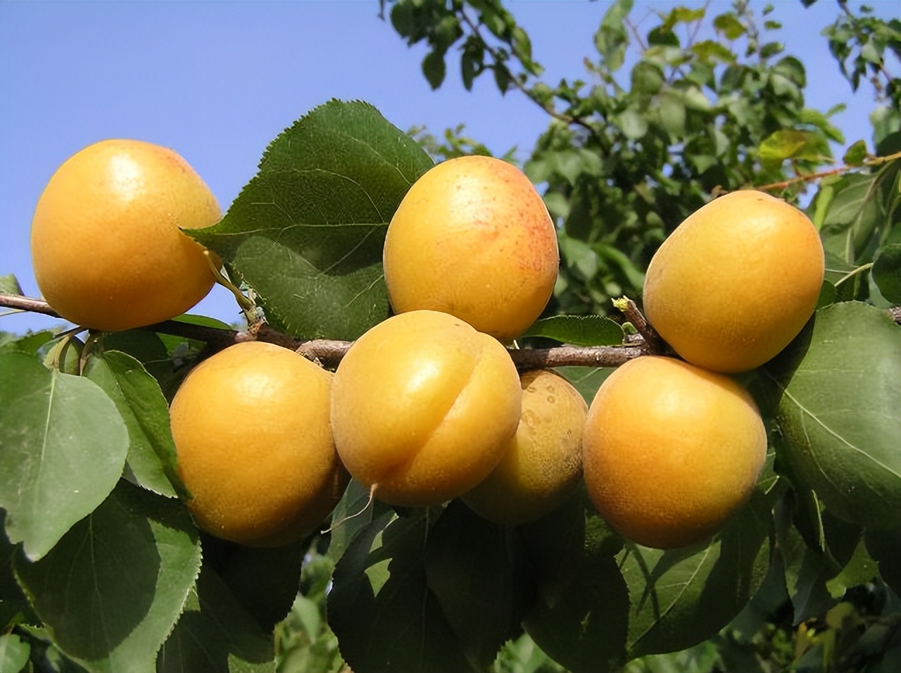 发现癌症不进行治疗会有什么后果,假如发现癌症却不治疗最后怎样