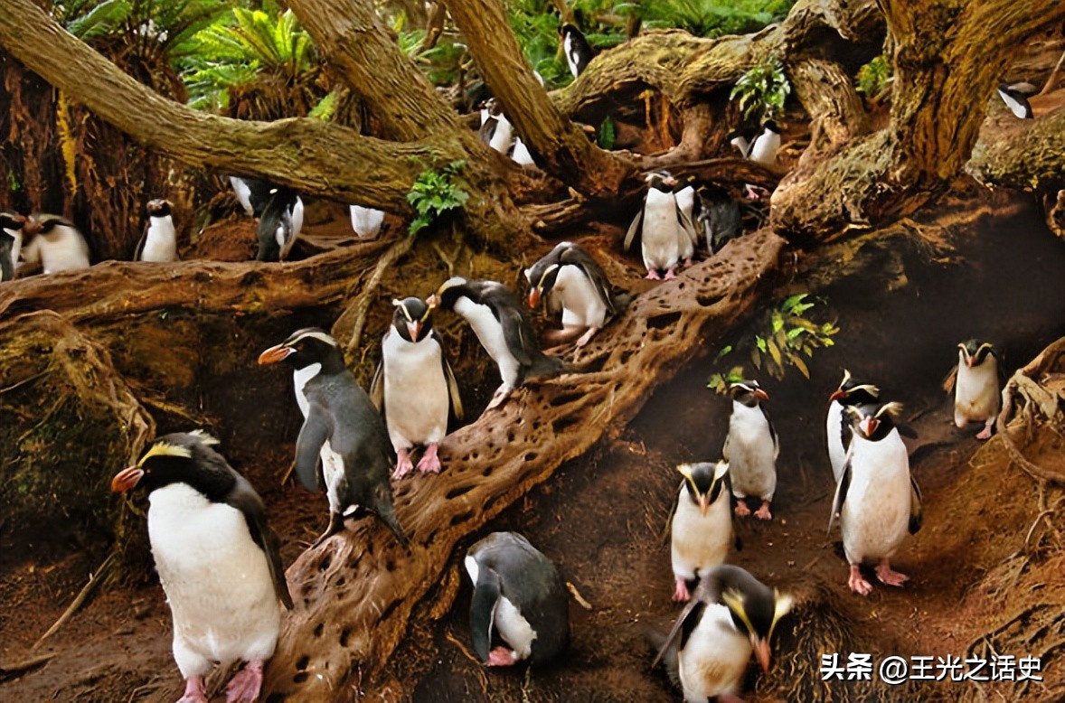 孤悬海外的新西兰，闷声发大财的最好代表