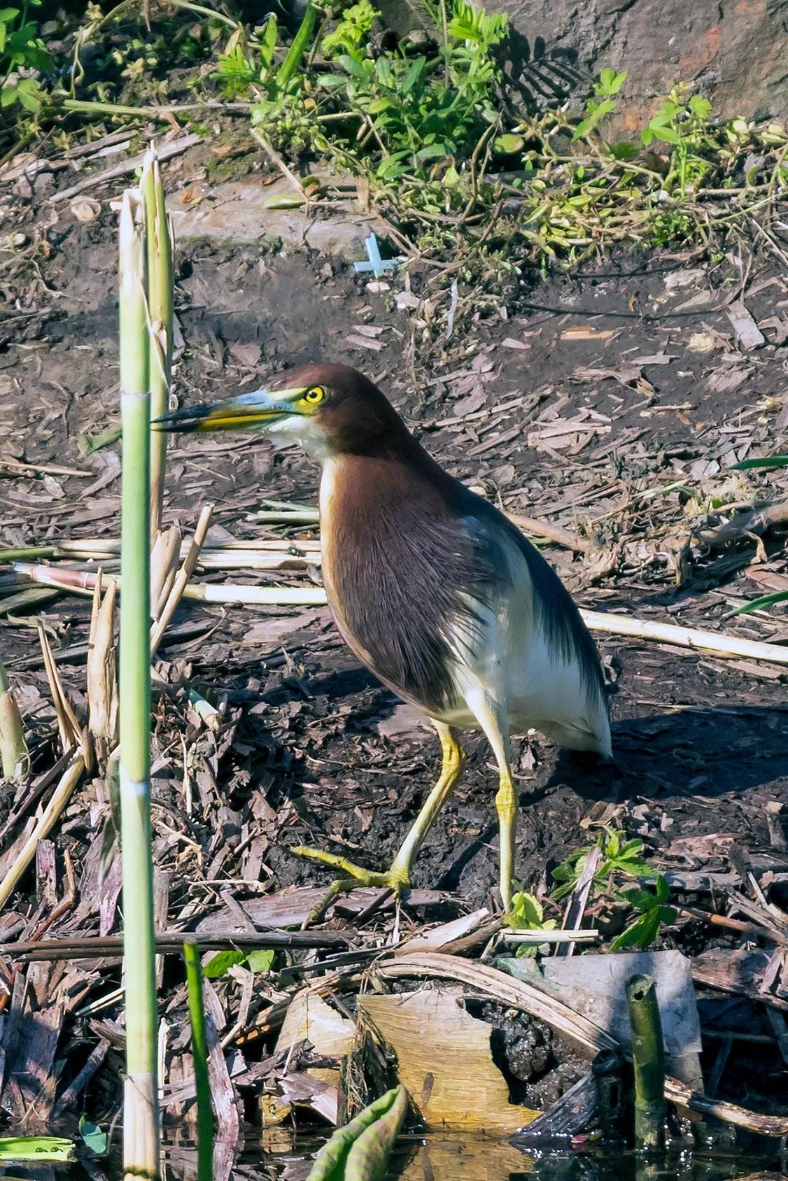 上海国际汽车城安亭,上海安亭国际汽车城