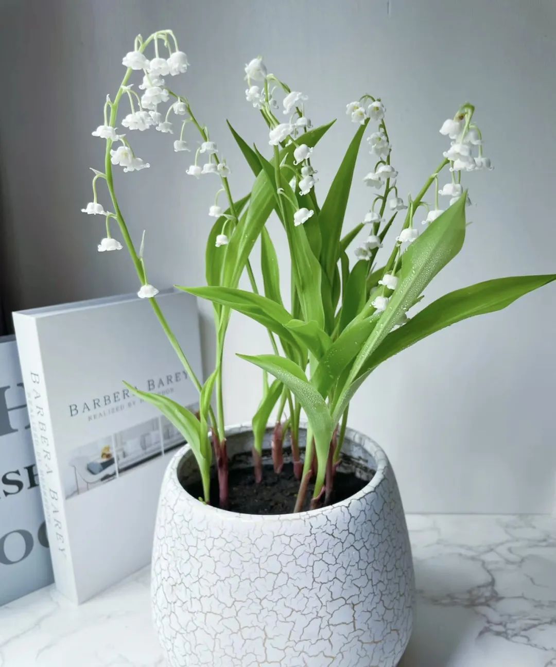 什么花好养又净化空气还漂亮,什么花好看好养抗冻还净化空气