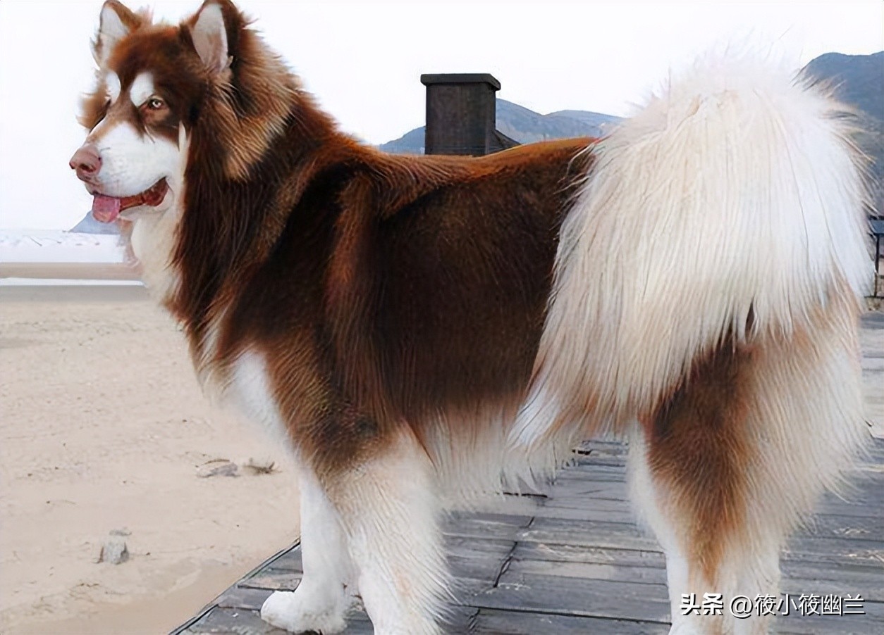 傻傻分不清的几种狗狗,什么狗狗的脾气最好最容易熟悉