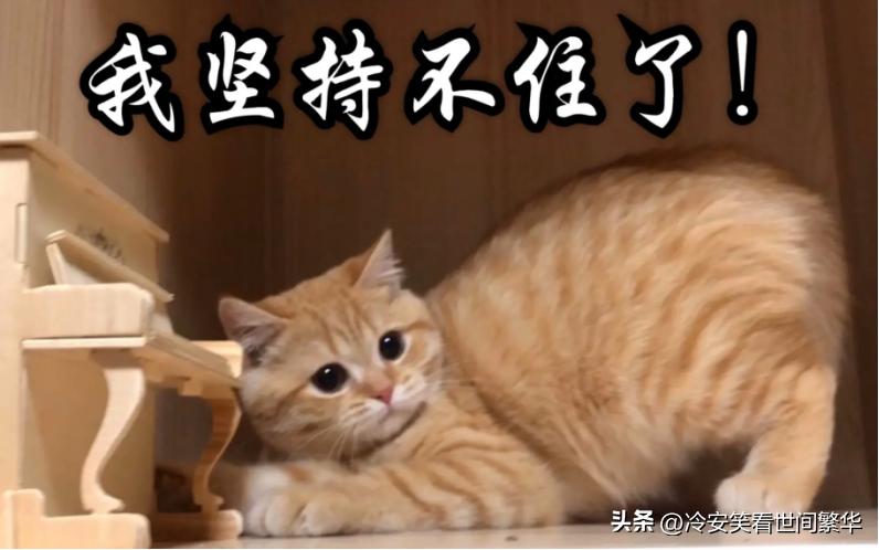 ea888免拆治理烧机油费用,ea888免拆除积碳处理多少钱