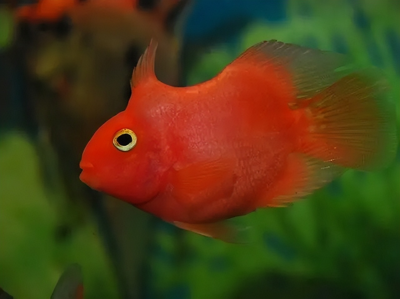 基因缺陷的人造杂交鱼，竟给台湾省赚到20亿外汇？背后真相太残忍