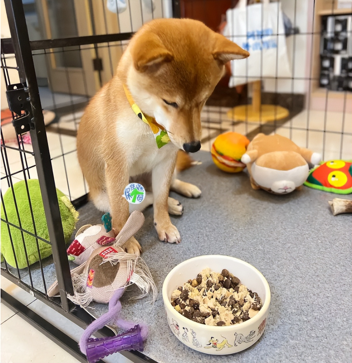 柯基狗狗挑食不吃狗粮怎么办,狗狗挑食吐黄水也不吃狗粮