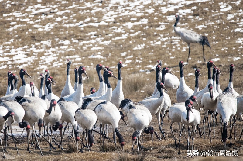 高原精灵黑颈鹤越冬之地——大山包（云、藏自驾旅行纪实之一）