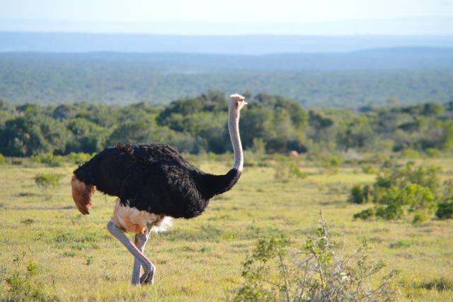 非洲哪几个国家“华人”最多？他们在那里做什么工作或者生意？