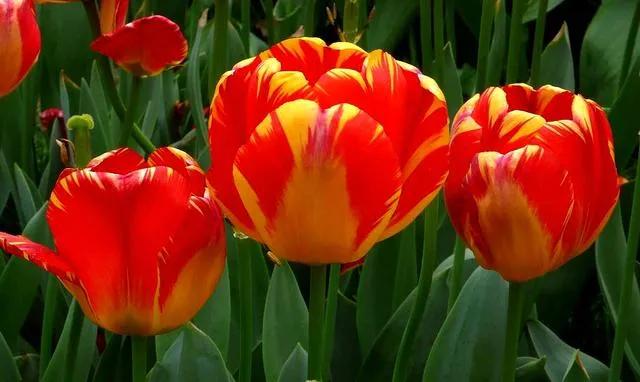 漂亮的郁金香随手一拍都是美景,春天的郁金香花海美得不可方物