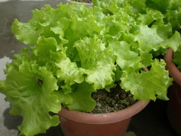 阳台上可以种什么蔬果,阳台上适合种的蔬果