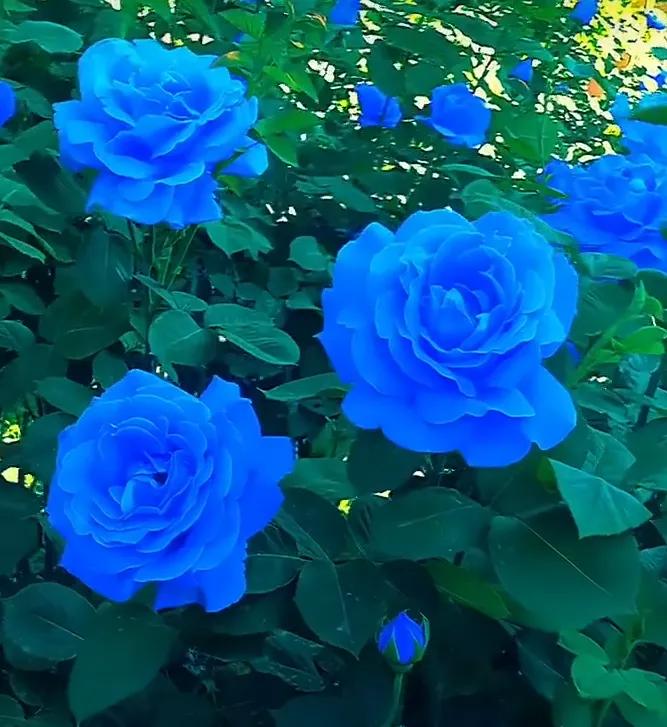 蓝色妖姬代表什么,蓝色妖姬于荣光版